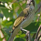 Saltator strié