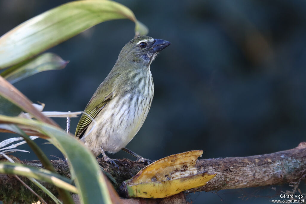 Streaked Saltatoradult