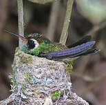 Saphir à oreilles blanches