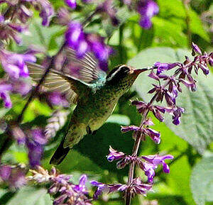 Saphir à oreilles blanches