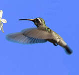 Saphir à oreilles blanches