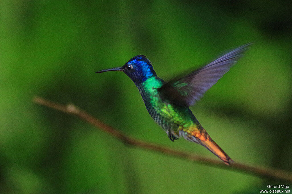 Golden-tailed Sapphire male adult