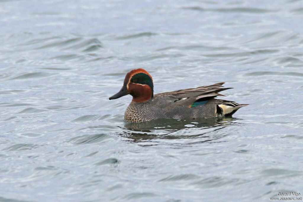 Eurasian Teal male adult breeding