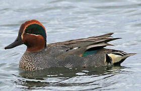 Eurasian Teal