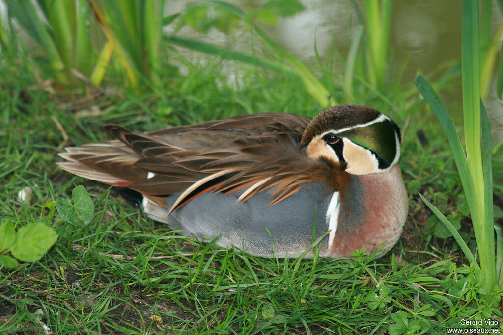 Baikal Teal male adult