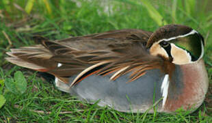 Baikal Teal