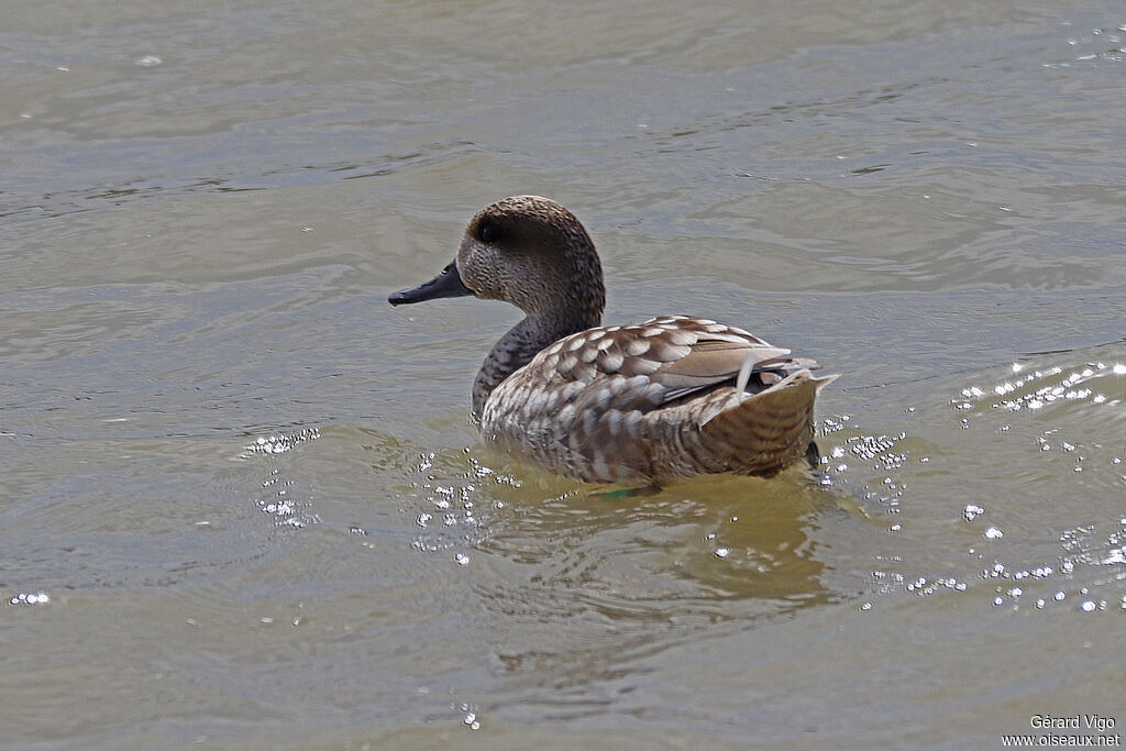 Marbled Duckadult