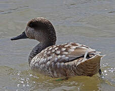 Marbled Duck