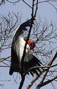 King Vulture