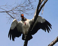 King Vulture