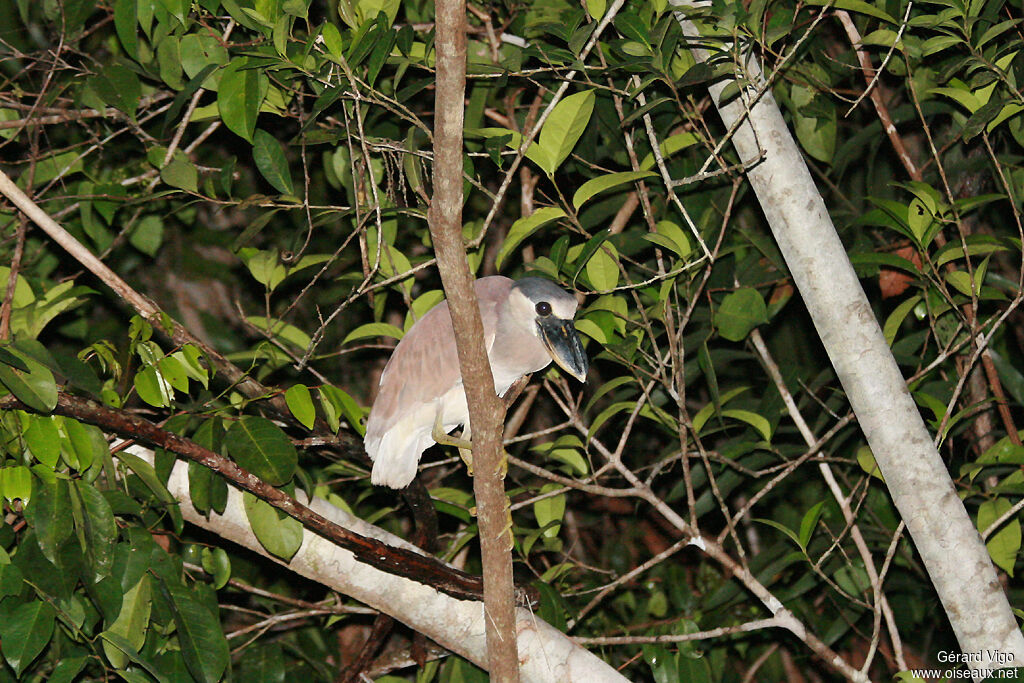 Boat-billed Heronadult