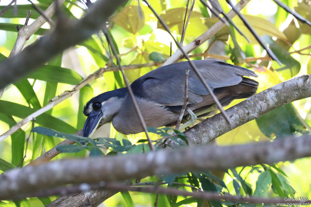 Boat-billed Heronadult