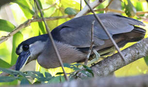 Boat-billed Heron