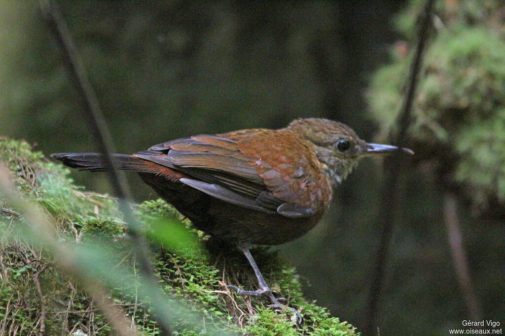 Grey-throated Leaftosseradult