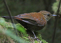 Grey-throated Leaftosser