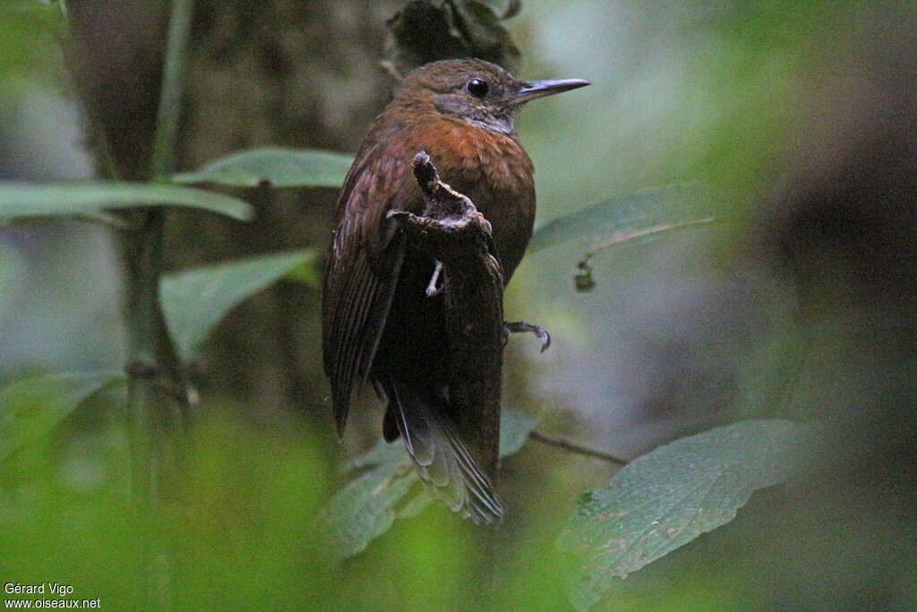 Grey-throated Leaftosseradult