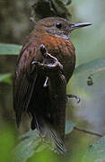 Grey-throated Leaftosser