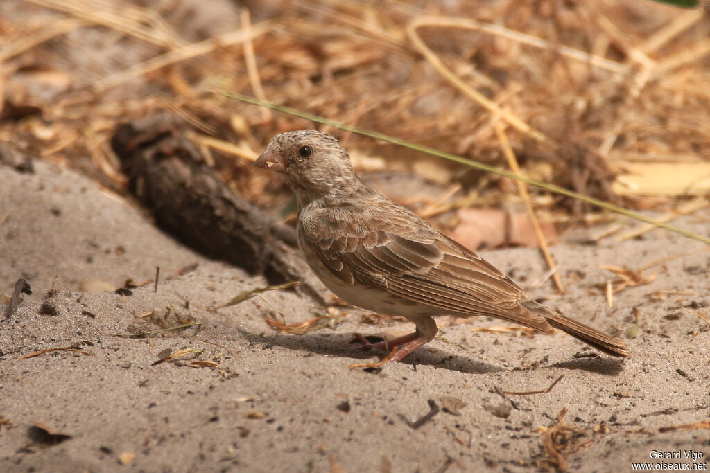 Serin à croupion blancadulte