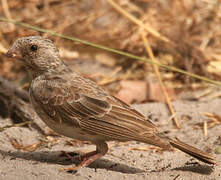 White-rumped Seedeater