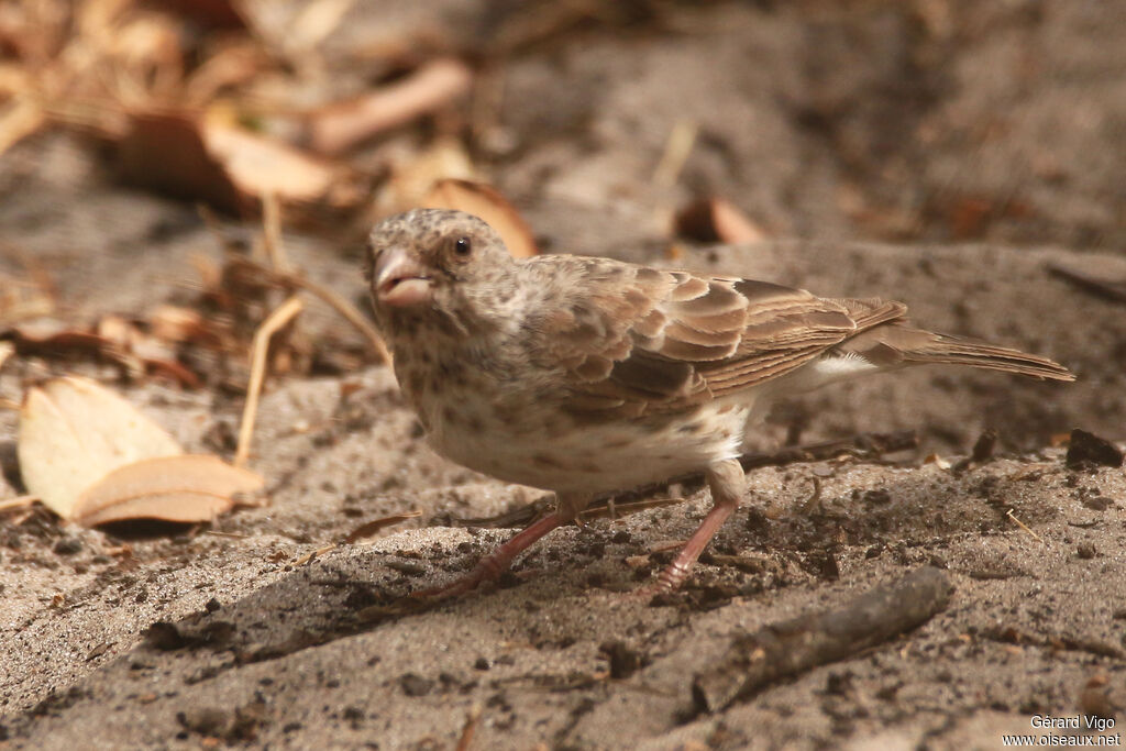 Serin à croupion blancadulte
