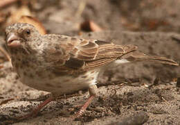 White-rumped Seedeater