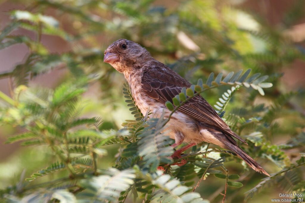 White-rumped Seedeateradult