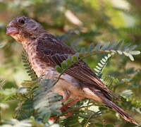 White-rumped Seedeater