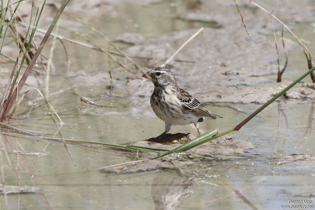 Serin à gorge noireadulte