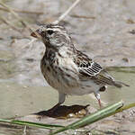 Serin à gorge noire