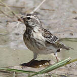 Serin à gorge noire