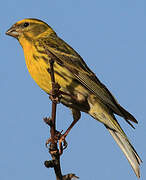 European Serin