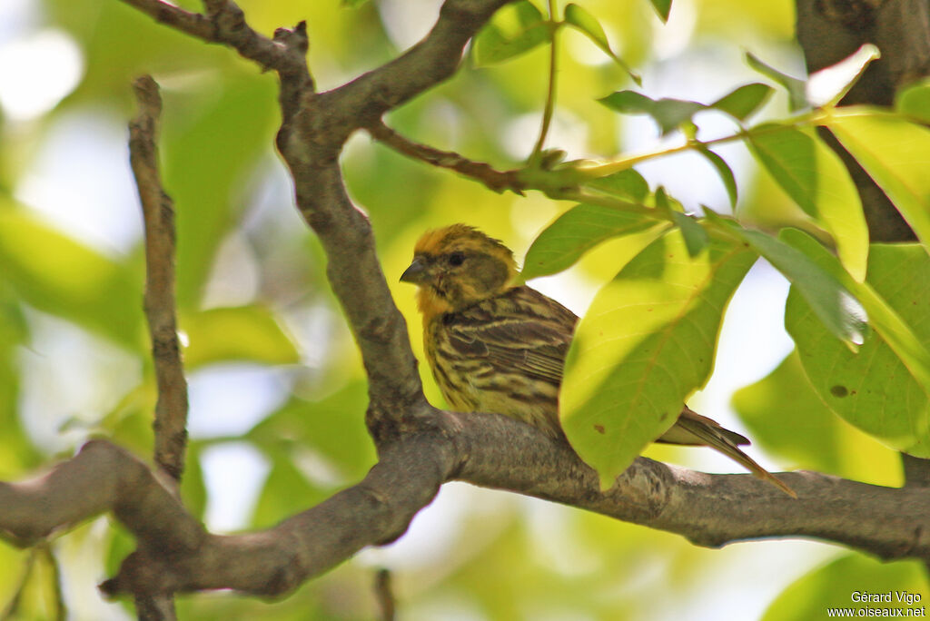 Serin ciniadulte