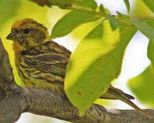 European Serin