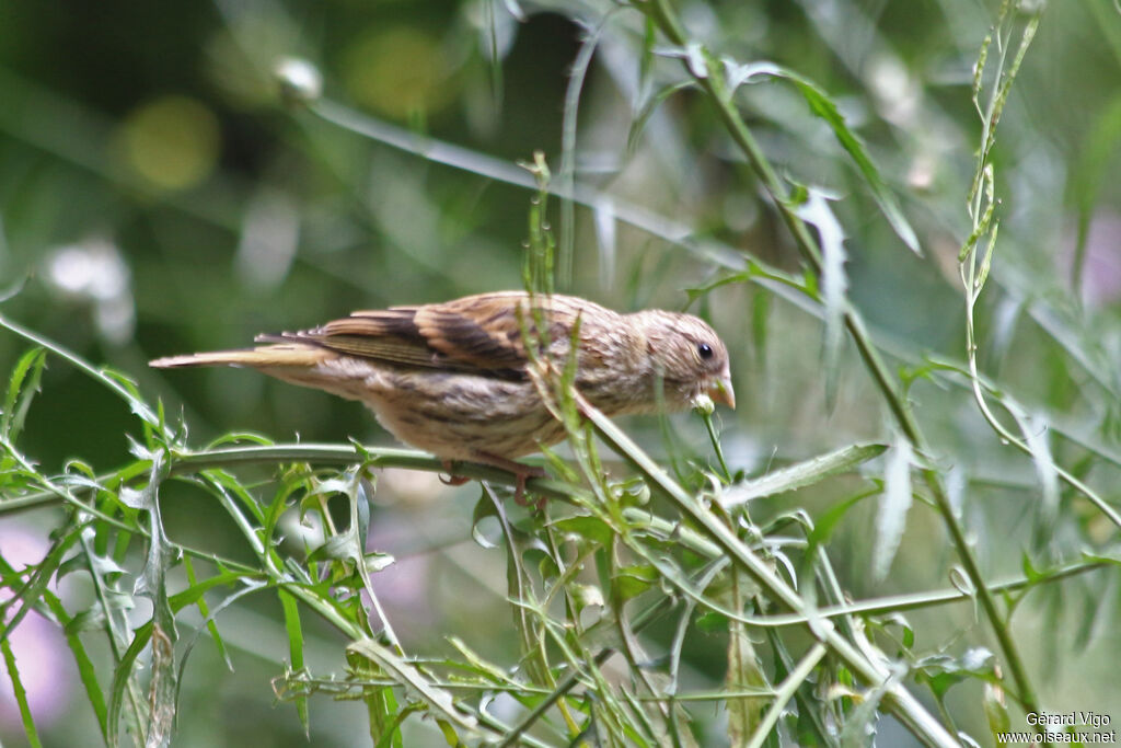 European Serin female adult