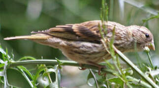 European Serin