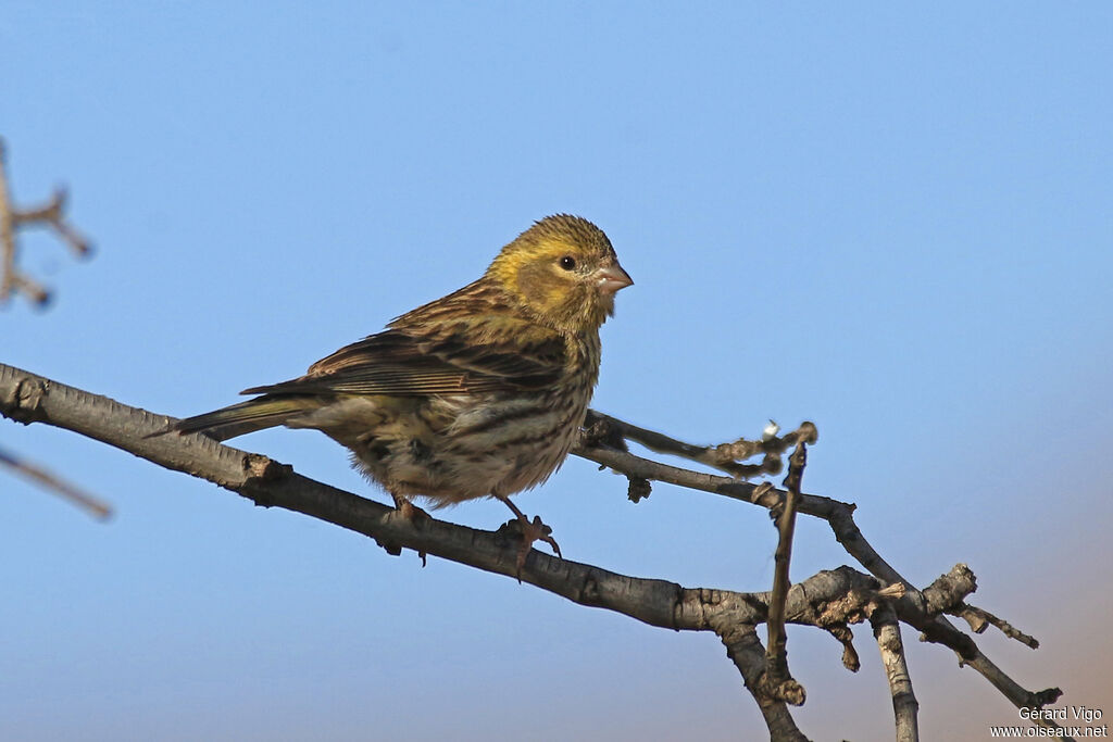 Serin cini femelle adulte