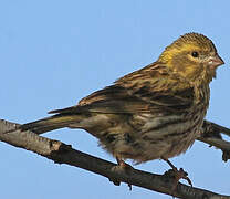 European Serin