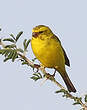 Serin de Sainte-Hélène