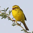 Serin de Sainte-Hélène