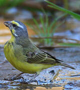 Yellow-fronted Canary