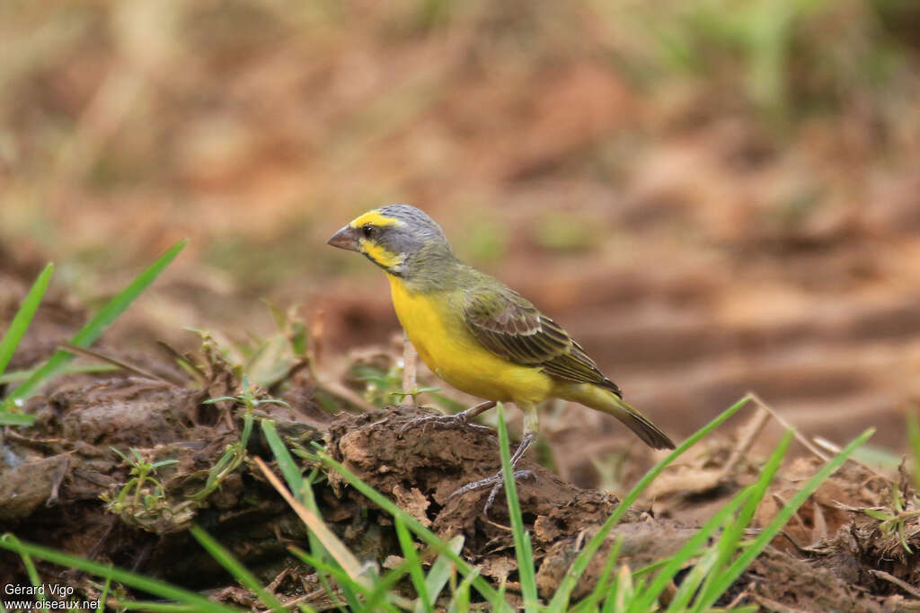 Serin du Mozambique mâle adulte, identification