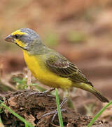 Yellow-fronted Canary