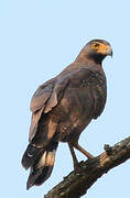 Crested Serpent Eagle