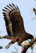 Crested Serpent Eagle