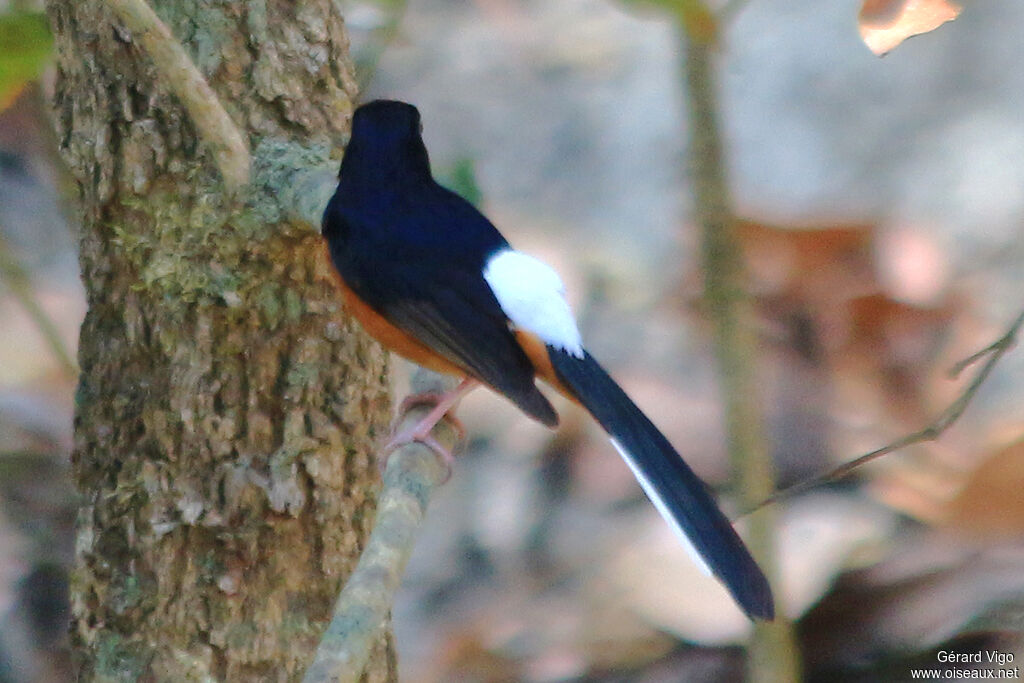 White-rumped Shamaadult