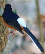 White-rumped Shama