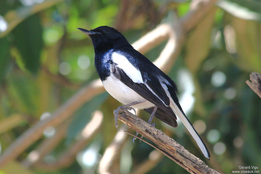 Oriental Magpie-Robinadult