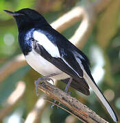 Oriental Magpie-Robin