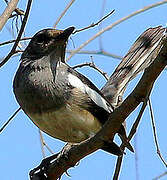 Oriental Magpie-Robin