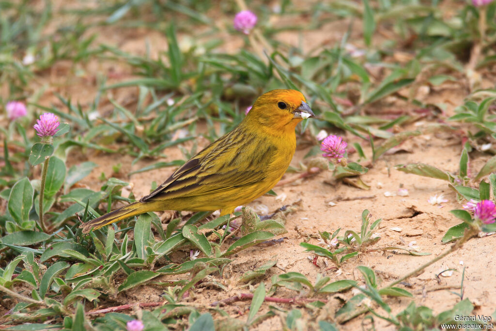 Saffron Finch male adult